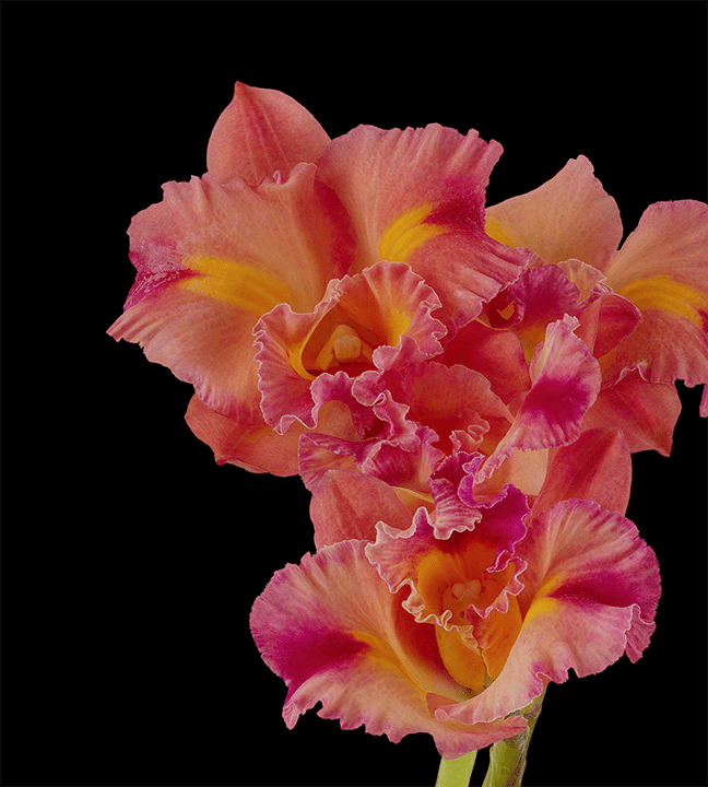 pixel-6-pro-wallpaper_cattleya-orchid-dark-by-andrew-zuckerman.png